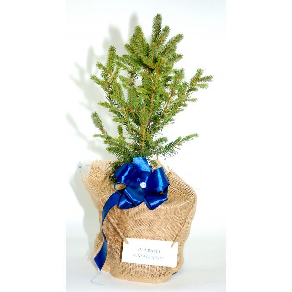 Choinka - świerk srebrny - w doniczce i jucie