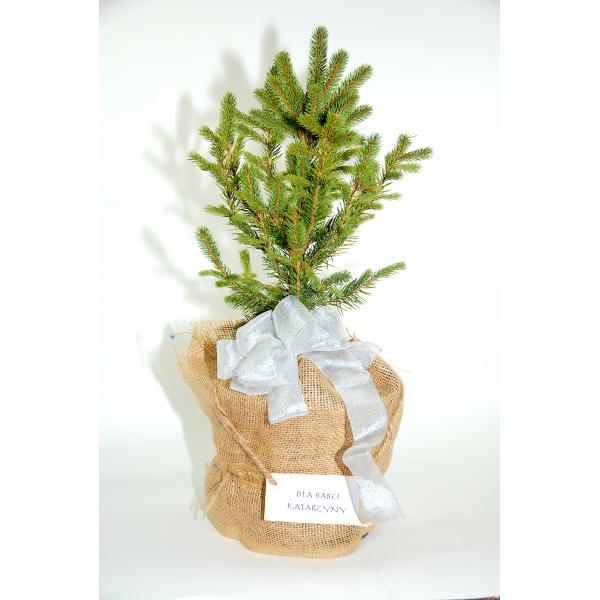 Choinka - świerk srebrny - w doniczce i jucie