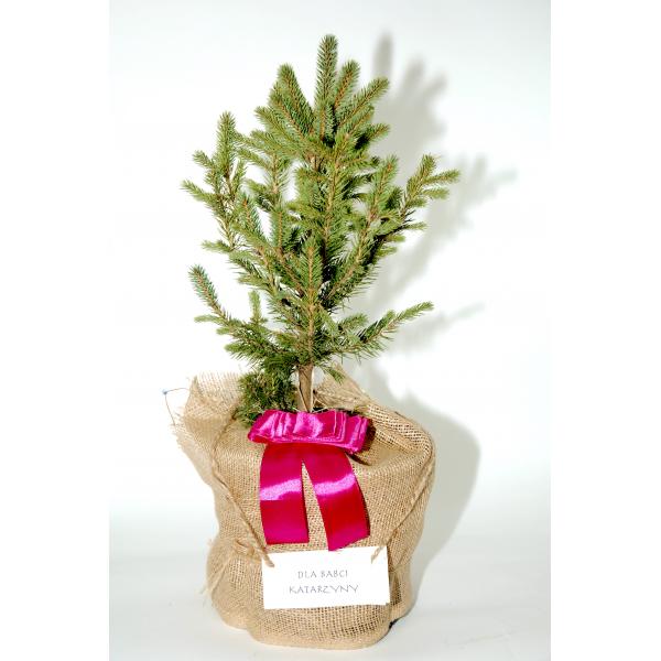Choinka - świerk srebrny - w doniczce i jucie